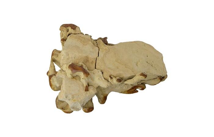 Teak Root Coffee Table, Natural