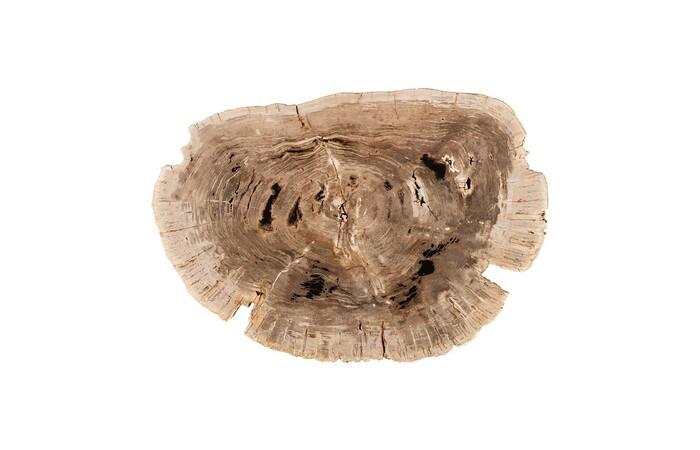 Petrified Wood Coffee Table, Black Metal Base