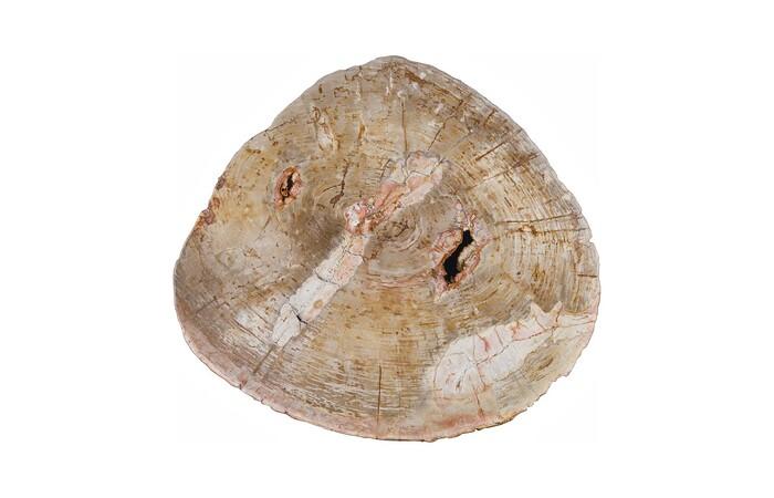 Petrified Wood Coffee Table, Black Metal Base