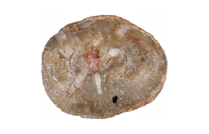 Petrified Wood Coffee Table, Black Metal Base