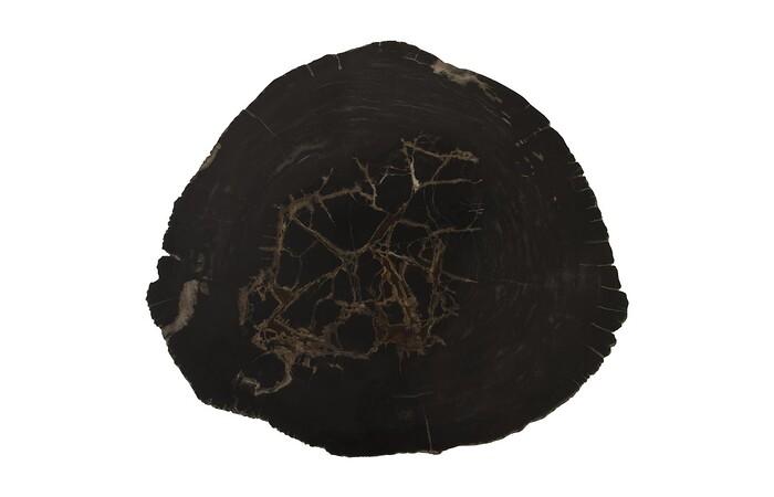 Petrified Wood Coffee Table w/SS Base