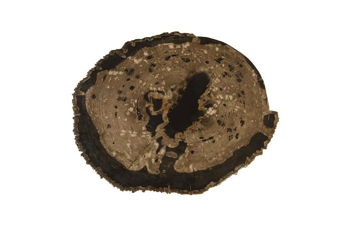 Petrified Wood Coffee Table, Stainless Steel Base