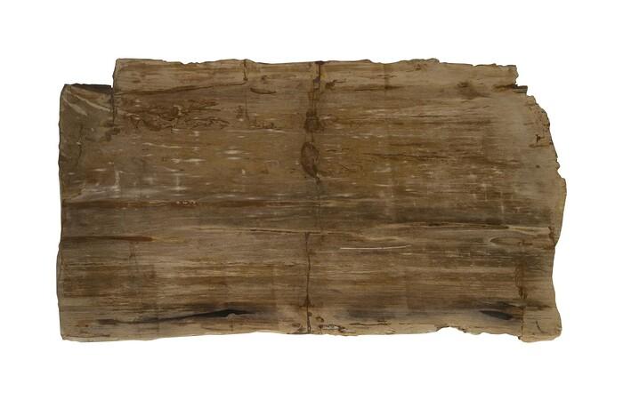 Petrified Wood Coffee Table, Stainless Steel Base