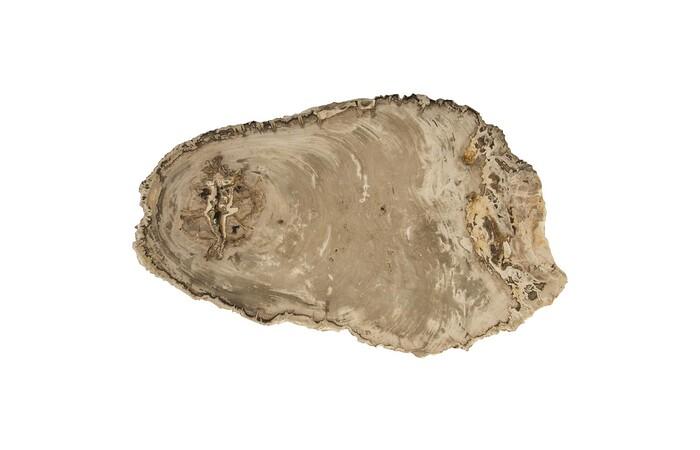 Petrified Wood Coffee Table, Stainless Steel Base