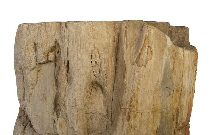 Petrified Wood Pedestal