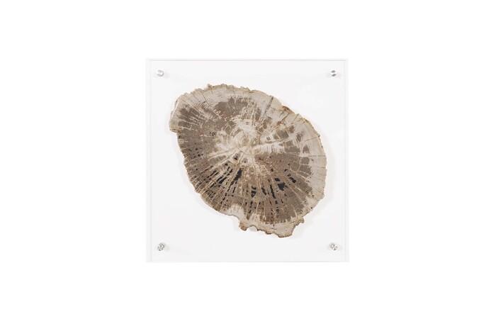 Floating Petrified Slice Wall Art, Assorted 