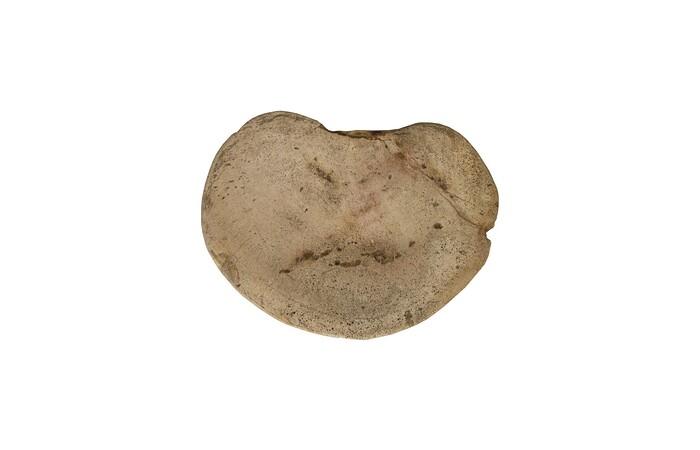 Petrified Wood Stool, Polished, Cream 8"-10" x 17"-19"h, Assorted